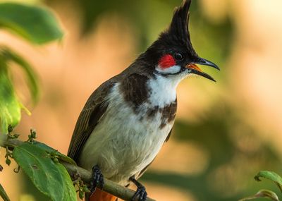 Close-up of bird perching