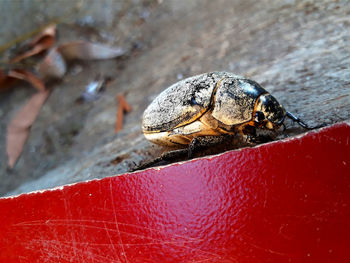 Close-up of insect