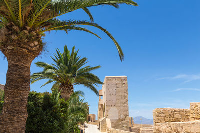 Low angle view of palm tree against blue sky