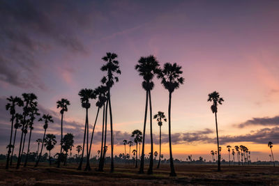 Silhouette palm trees against sky during sunset