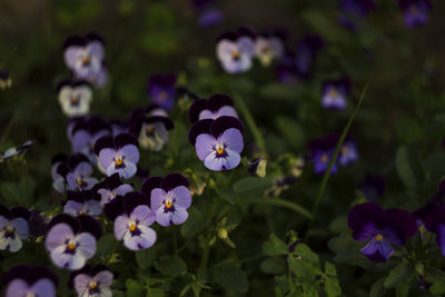 Close-up of purple flowering plants