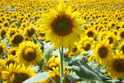 Sunflowers blooming outdoors