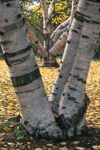 Close-up low section of tree trunk