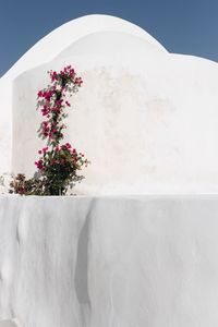 Close-up of potted plant against white wall