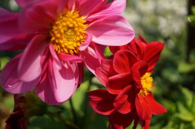 Close-up of pink and red flowers blooming in park