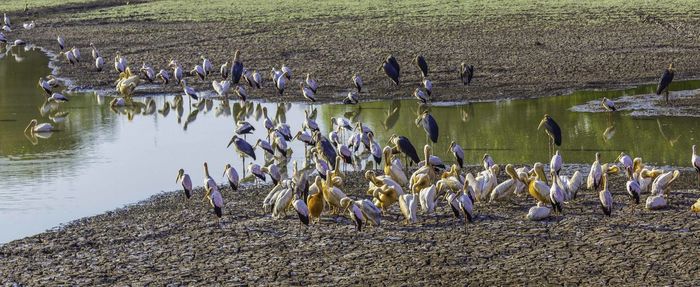 Flock of birds in lake