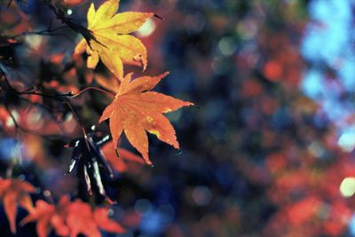 Close-up of maple leaves