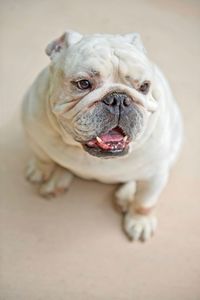 Close-up portrait of dog