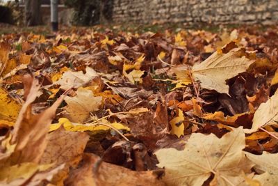 Autumn leaves fallen on field