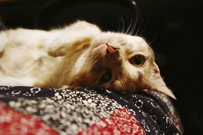 Close-up of cat lying on bed at home