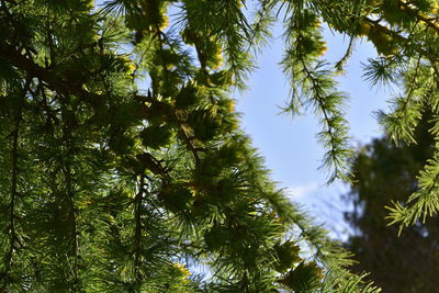 Low angle view of trees against sky