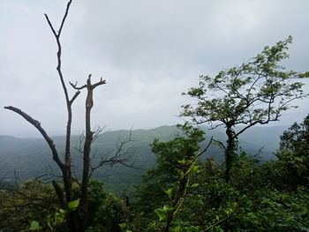 Plants and trees against sky