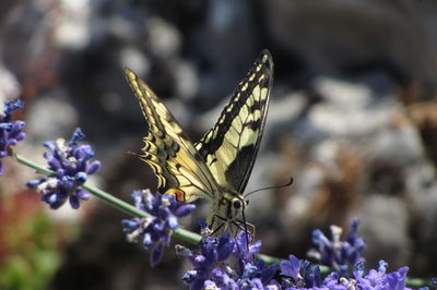 Close-up of butterfly pollinating on flower