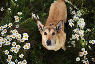 High angle view of dog on flower