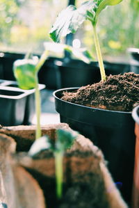 Close-up of plant against blurred background