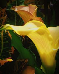 Close-up of yellow lilies