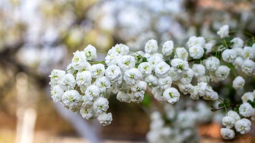 Close-up of white cherry blossom