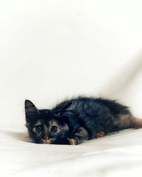 Close-up portrait of a cat