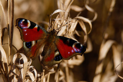 Close-up of butterfly pollinating