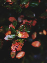 Close-up of berries on leaves