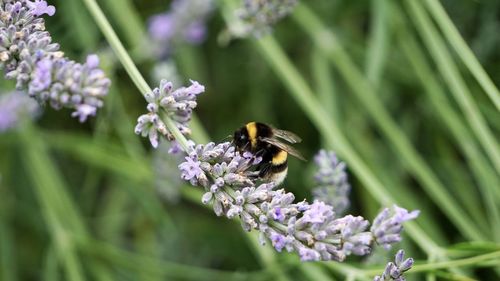 Close-up of bee pollinating on purple flower