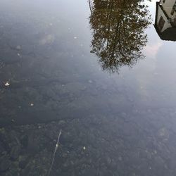 High angle view of trees by lake