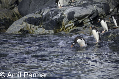Ducks swimming on lake