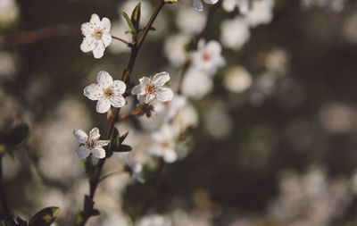 Close-up of apple blossoms in spring