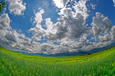 Scenic view of agricultural field against sky