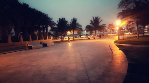 Palm trees at sunset