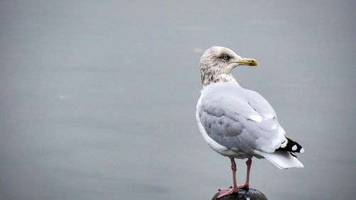 Close-up of seagull perching