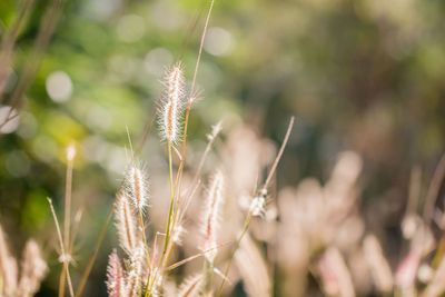 Close-up of flowering plant on field