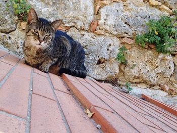 Portrait of cat sitting outdoors