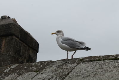 Low angle view of seagull perching on rock against sky