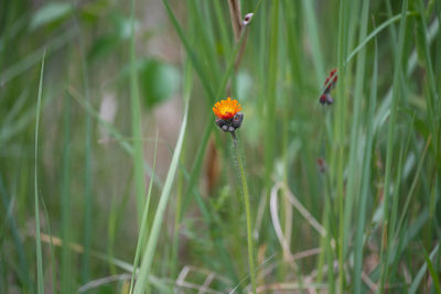 Ladybug on flower
