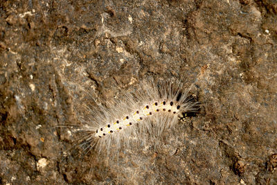 Close-up of insect on rock