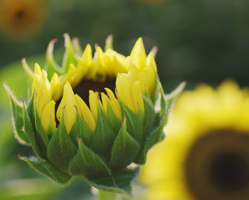 Close-up of yellow flowers blooming outdoors
