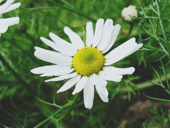 Close-up of white flower blooming outdoors