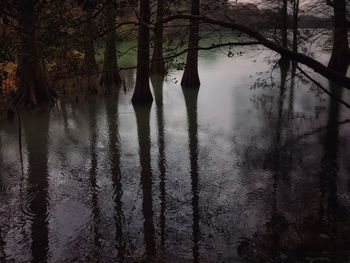 Reflection of trees in lake