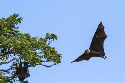 Low angle view of bird flying against the sky