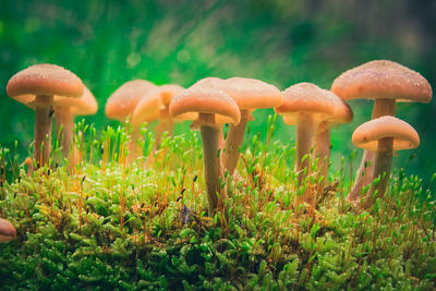 Close-up of mushrooms growing on field