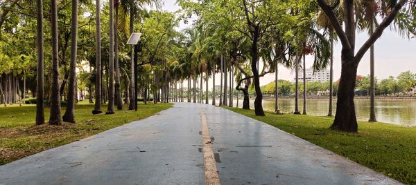 Road amidst trees