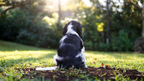 Black dog looking away on field