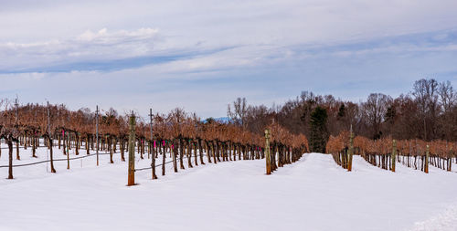 Trees on snow covered field against sky