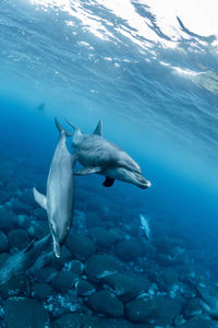 Indian bottlenose dolphin