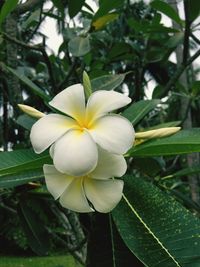 Close-up of frangipani blooming outdoors