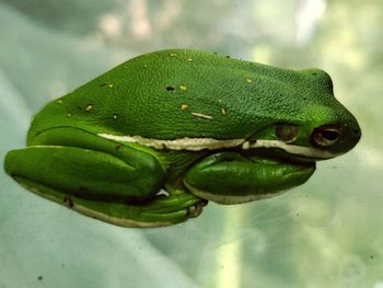 Close-up of green frog on glass table