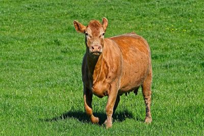 Portrait of horse on field