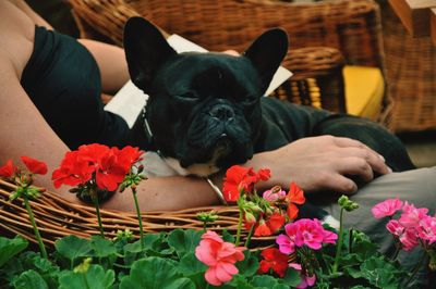 View of flowers with dog