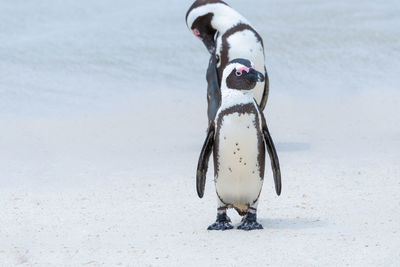 Penguins on snow covered field